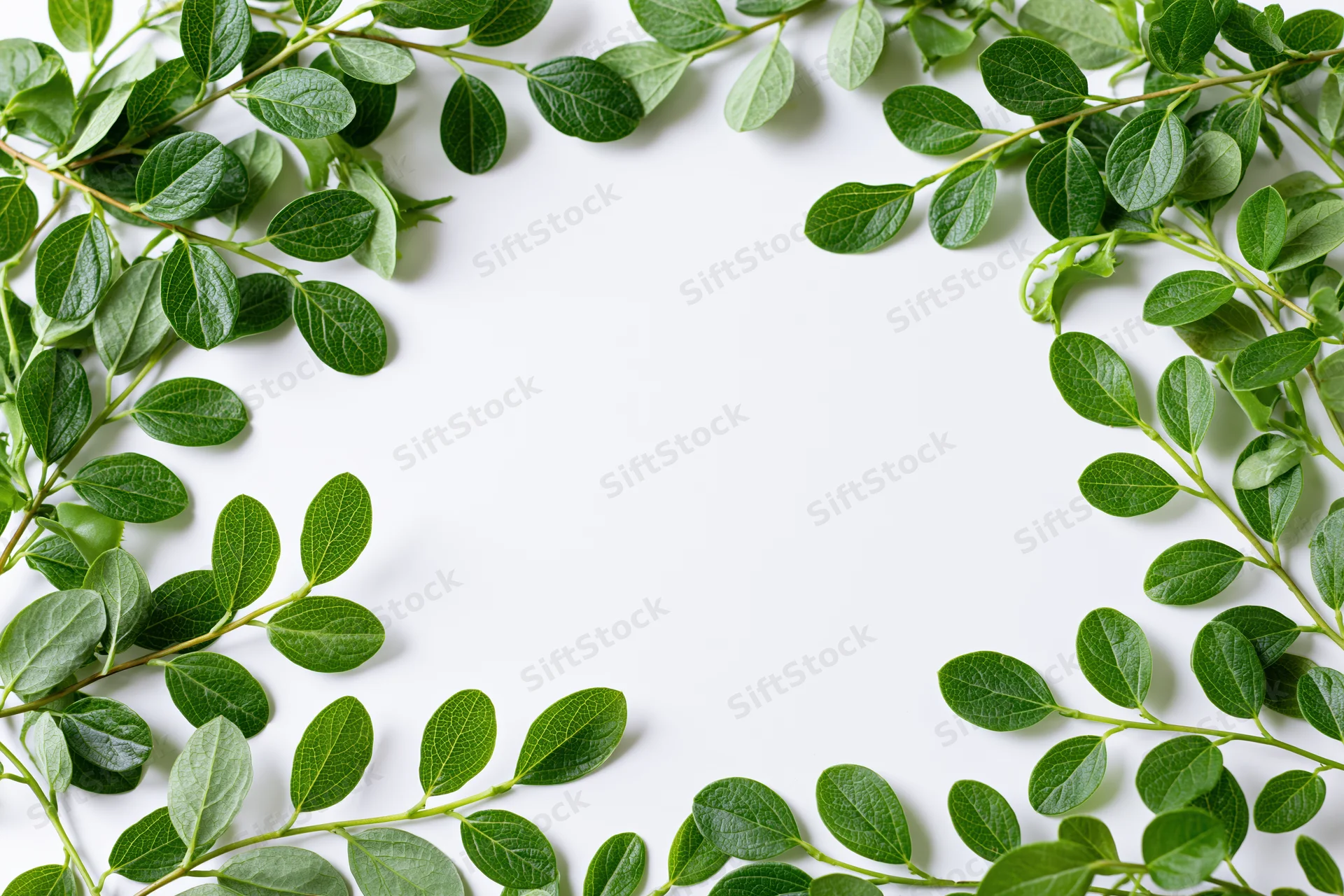 Green leafy branches arranged as a border frame around a white background with copyspace