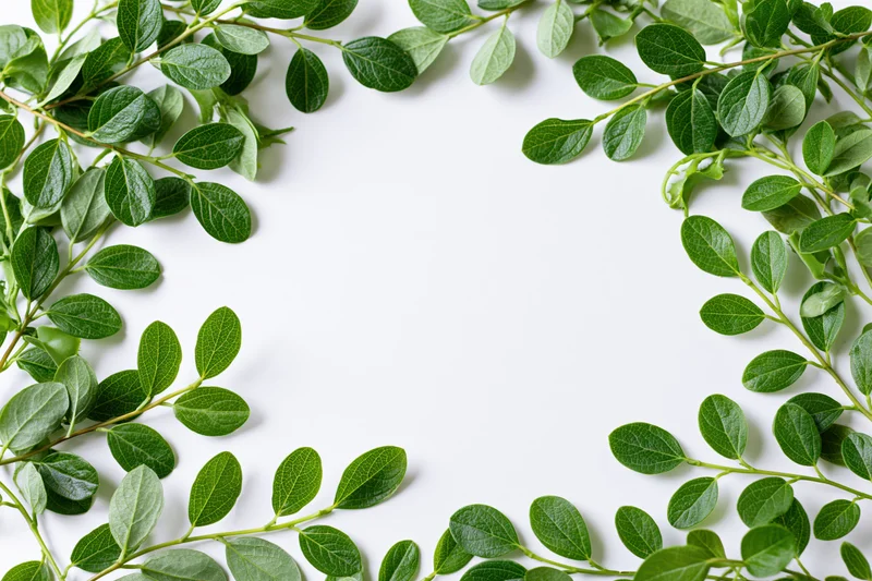 Green leafy branches arranged as a border frame around a white background with copyspace