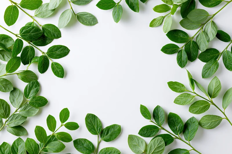 Green leafy branches arranged as a border frame around a white background with copyspace