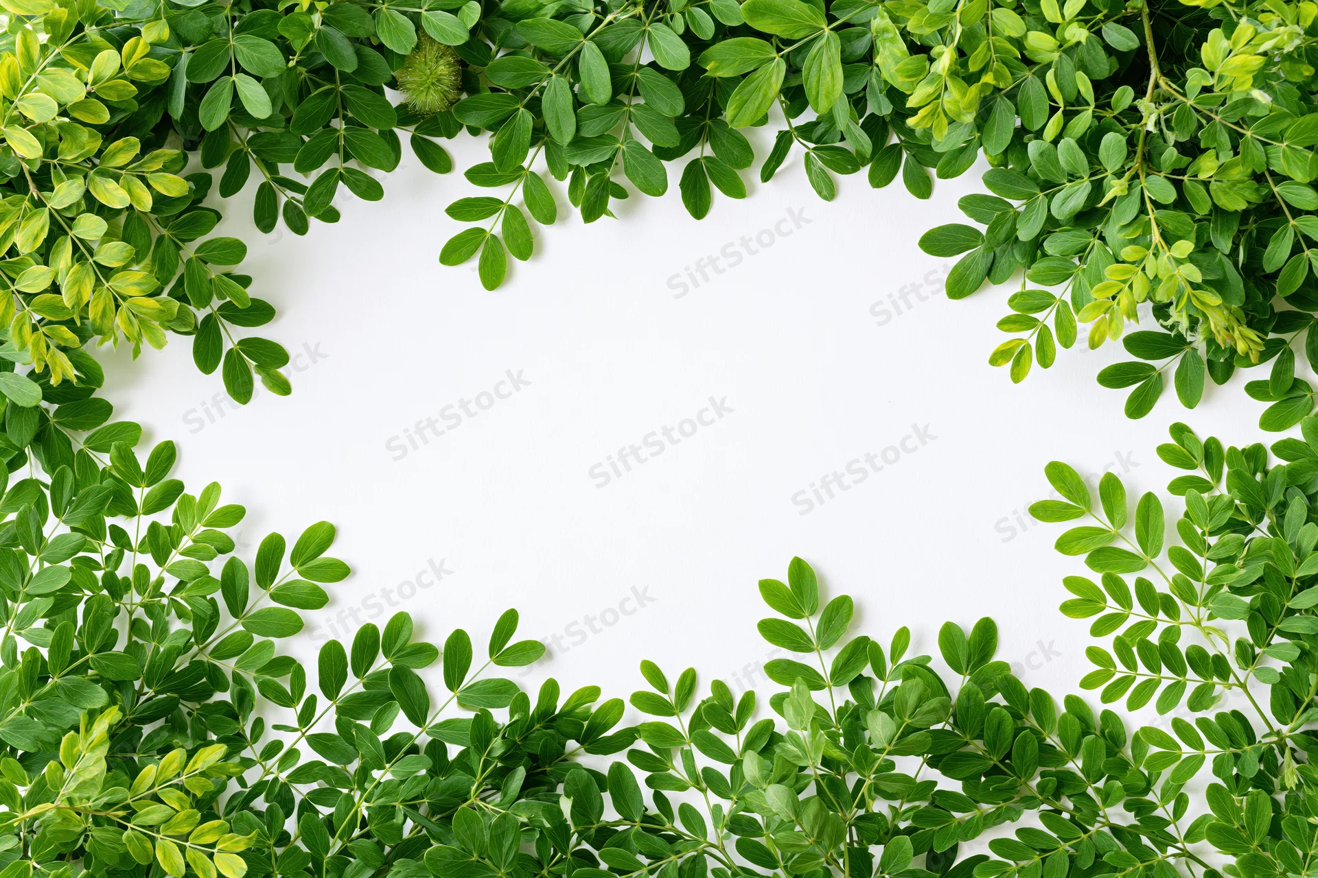 Green leafy branches arranged as a natural border frame on white background