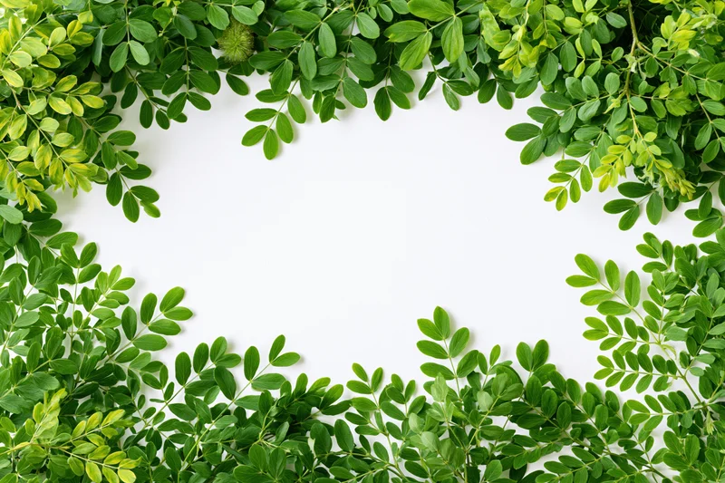 Green leafy branches arranged as a natural border frame on white background