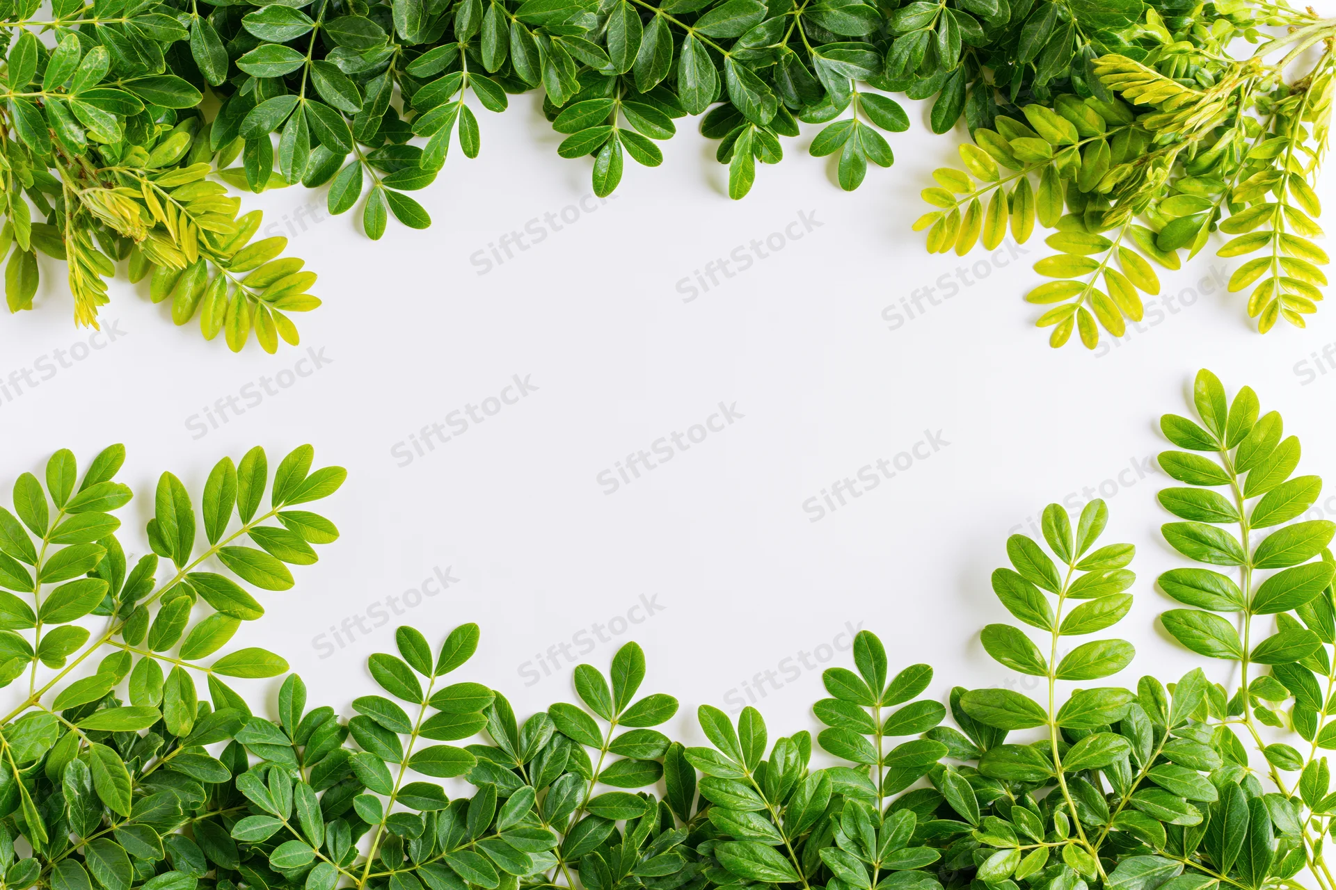 Green leafy branches arranged as a natural border frame on white background