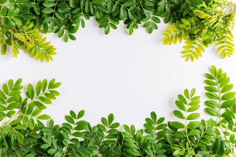 Green leafy branches arranged as a natural border frame on white background