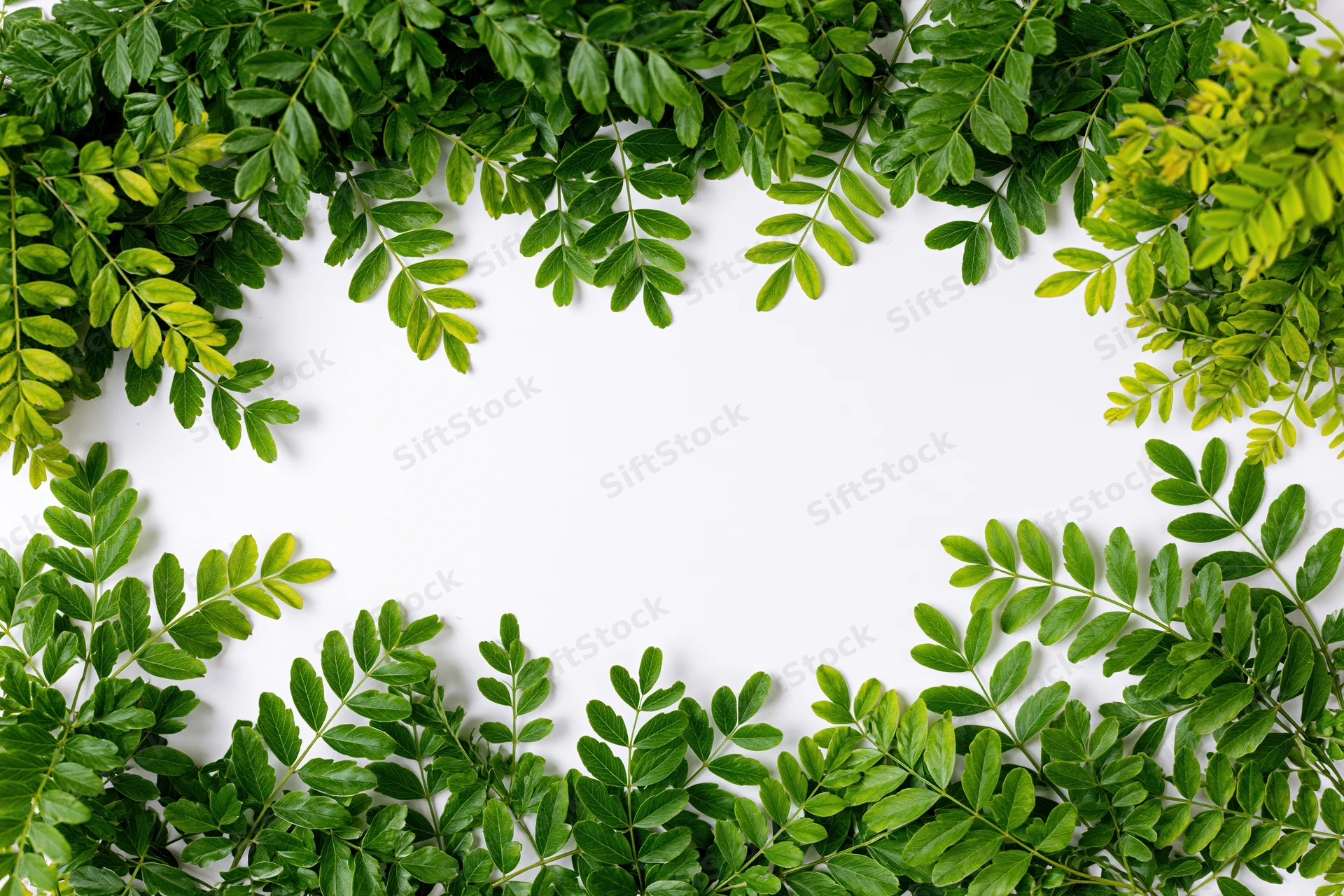 Green leafy branches arranged as a natural border frame on white background