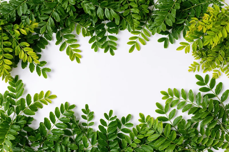 Fresh green leafy branches arranged as a natural border frame