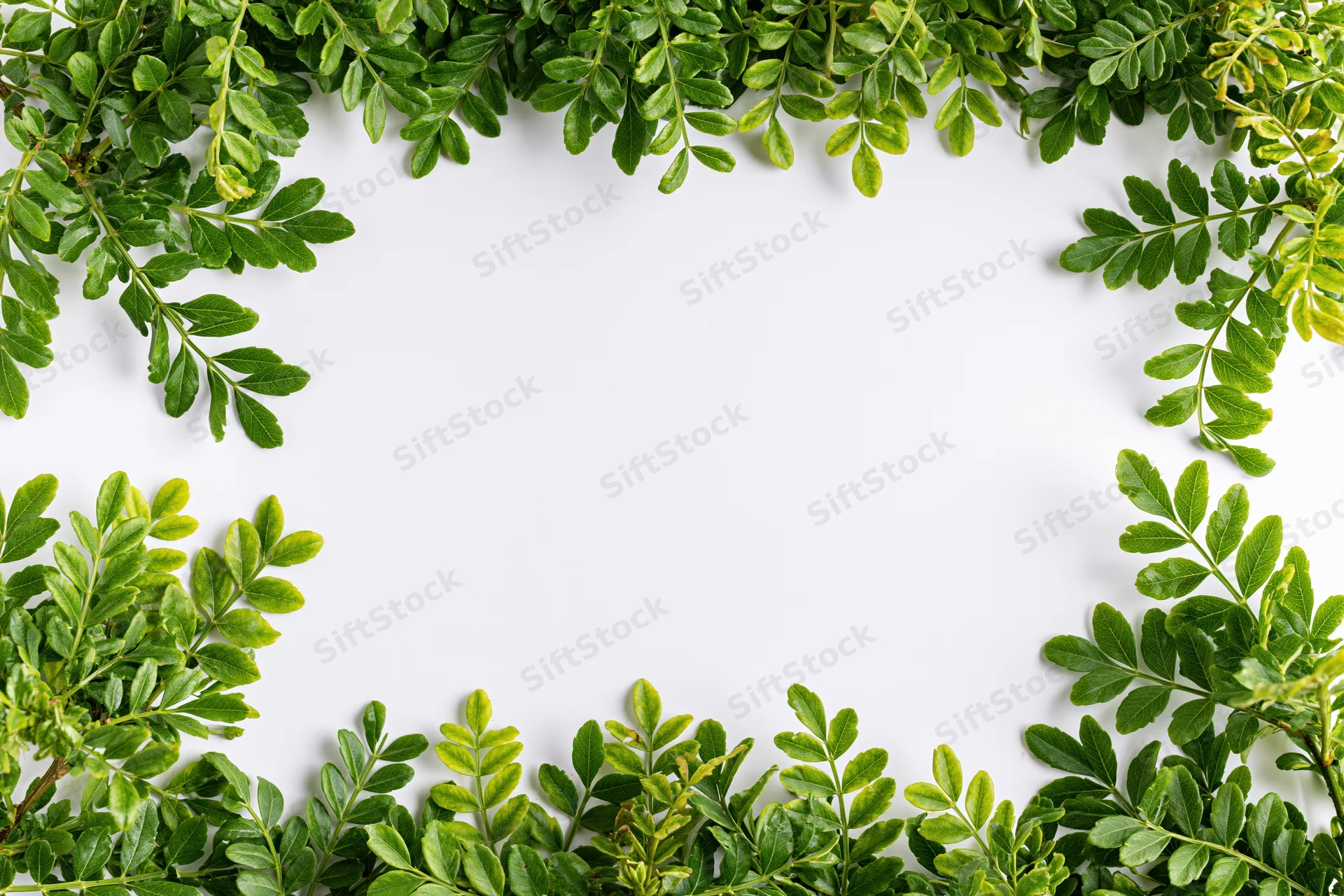 Green leafy branches arranged as a natural border frame on white background with copyspace