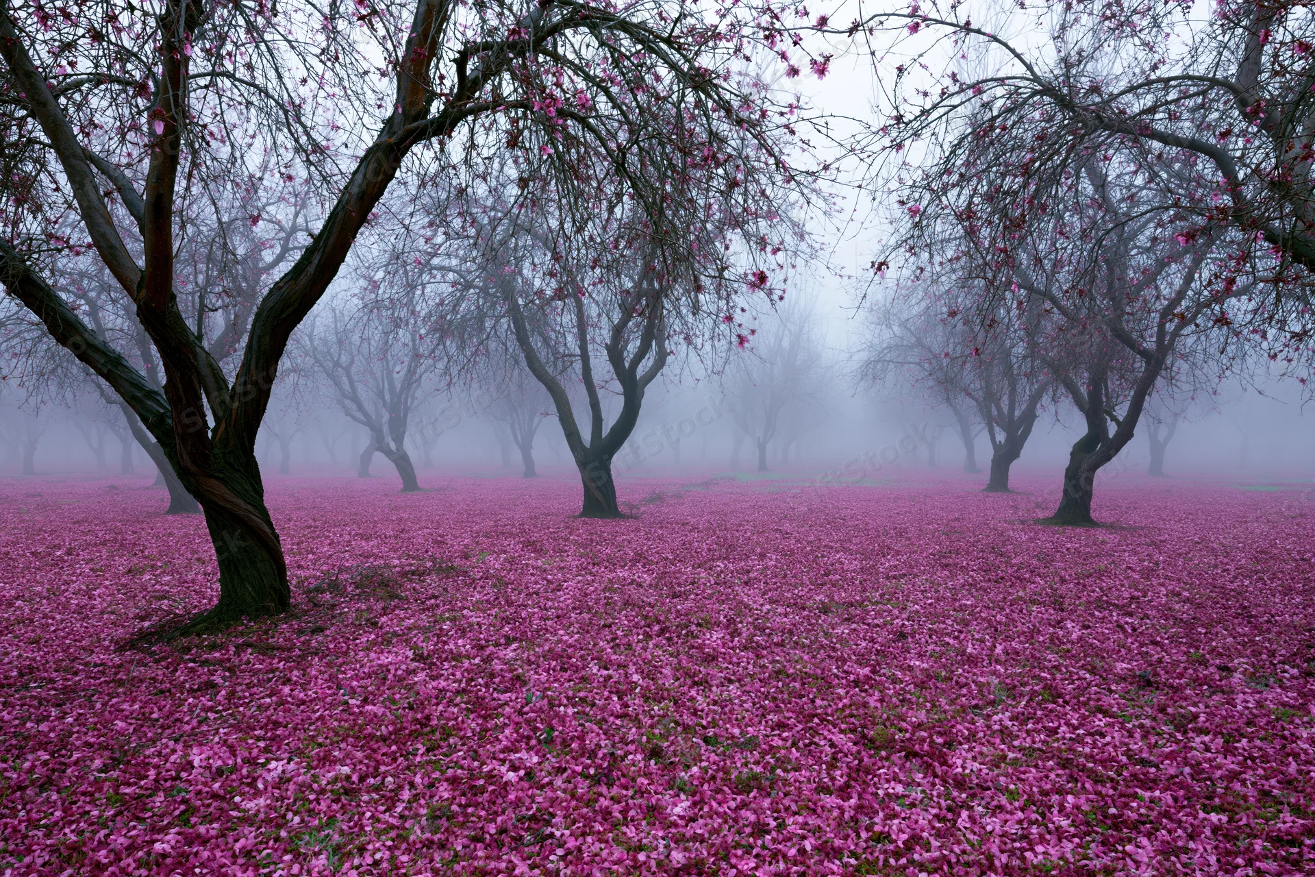 Gnarled bare trees in a misty orchard with pink blossoms covering the ground
