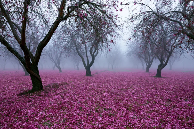 Gnarled bare trees in a misty orchard with pink blossoms covering the ground
