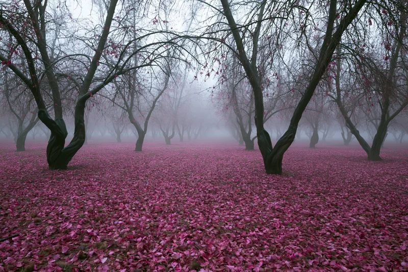 Gnarled bare trees stand in a misty orchard with ground covered in pink fallen blossoms