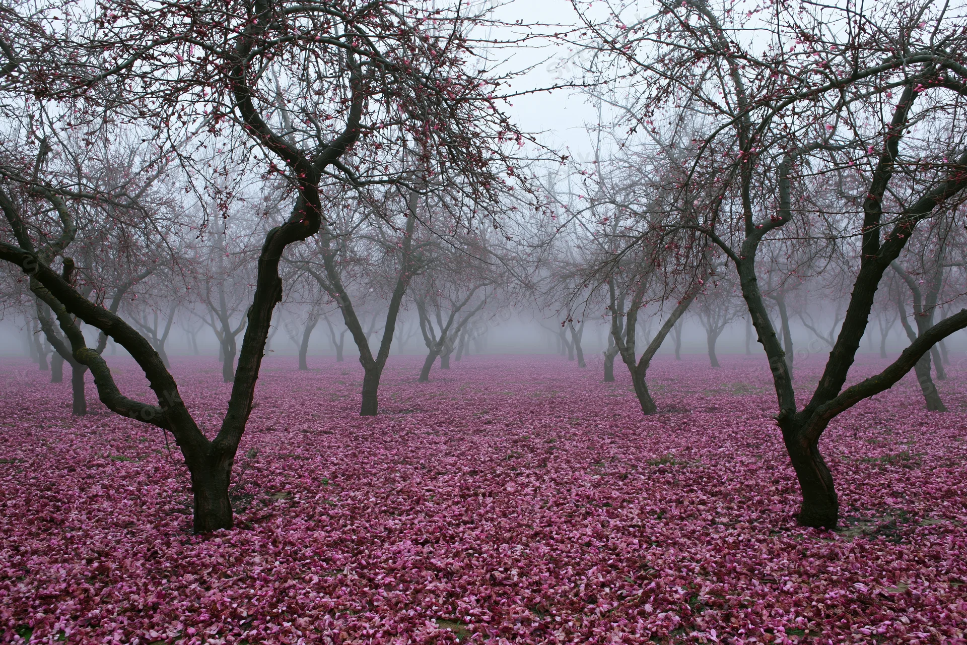 Gnarled bare trees in a misty orchard with ground covered in fallen pink blossoms