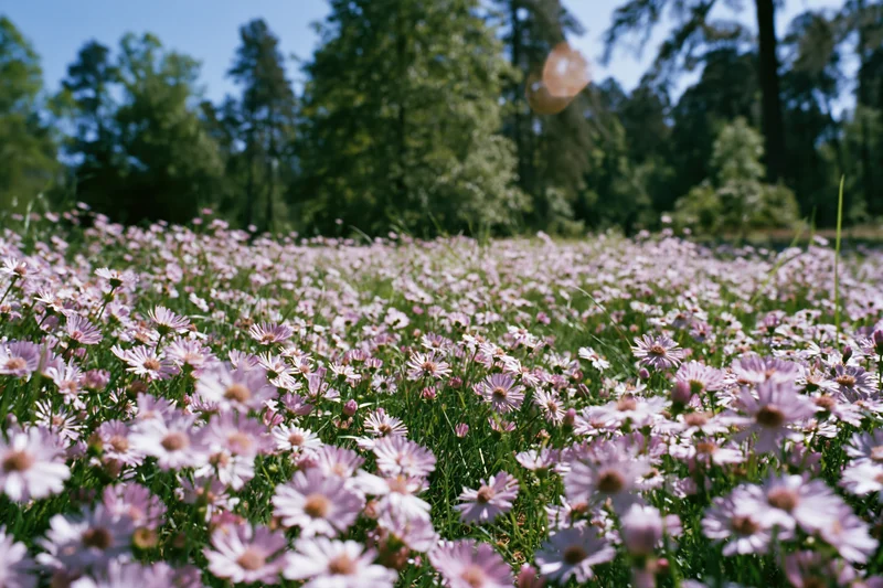 Ground-level view of a meadow densely covered in pink cosmos flowers under sunlight with trees in the background
