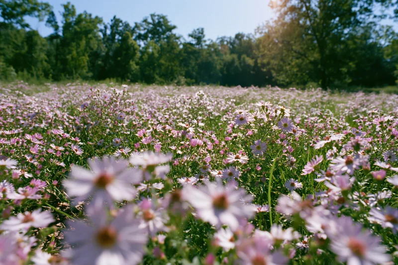 Wide view of a meadow filled with blooming cosmos flowers under sunlight with trees in the background