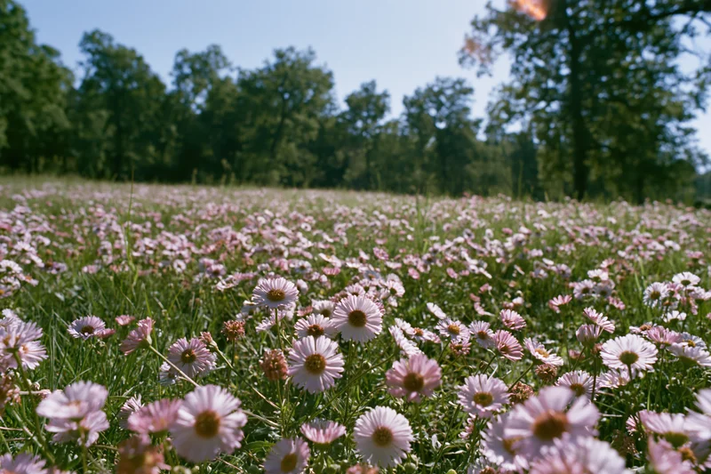Pink daisies blooming densely in a sunlit meadow with trees in the background