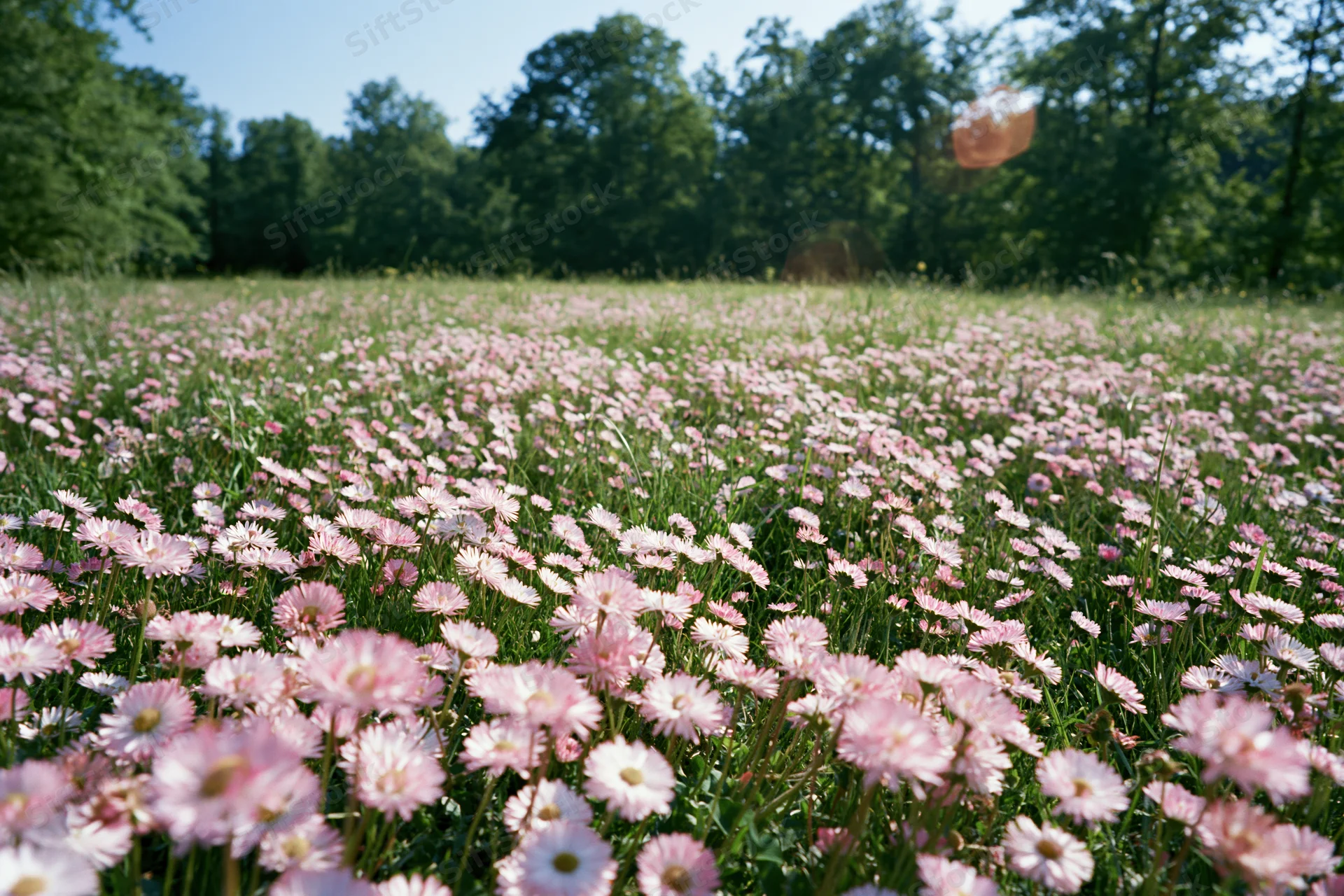 Pink daisies blooming densely across a sunlit meadow with trees in the background