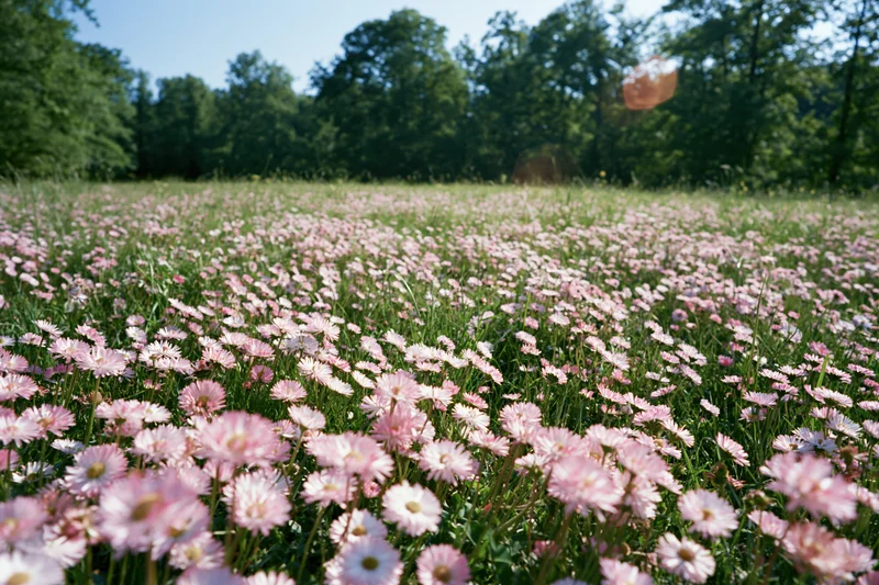 Pink daisies blooming densely across a sunlit meadow with trees in the background