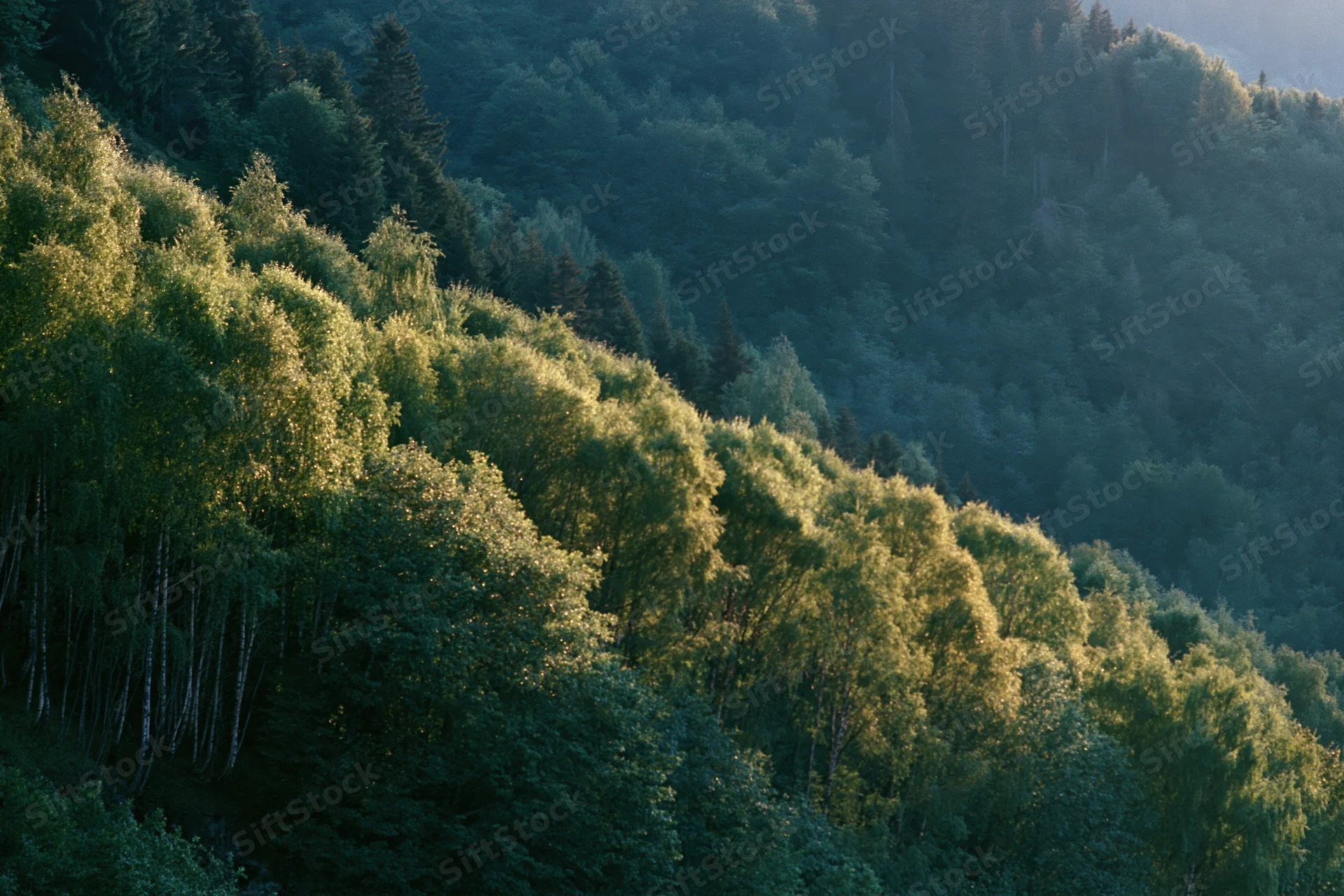 Dense birch and deciduous trees covering a sunlit hillside in a forested landscape