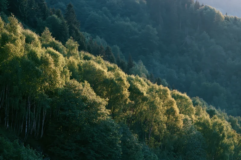 Dense birch and deciduous trees covering a sunlit hillside in a forested landscape