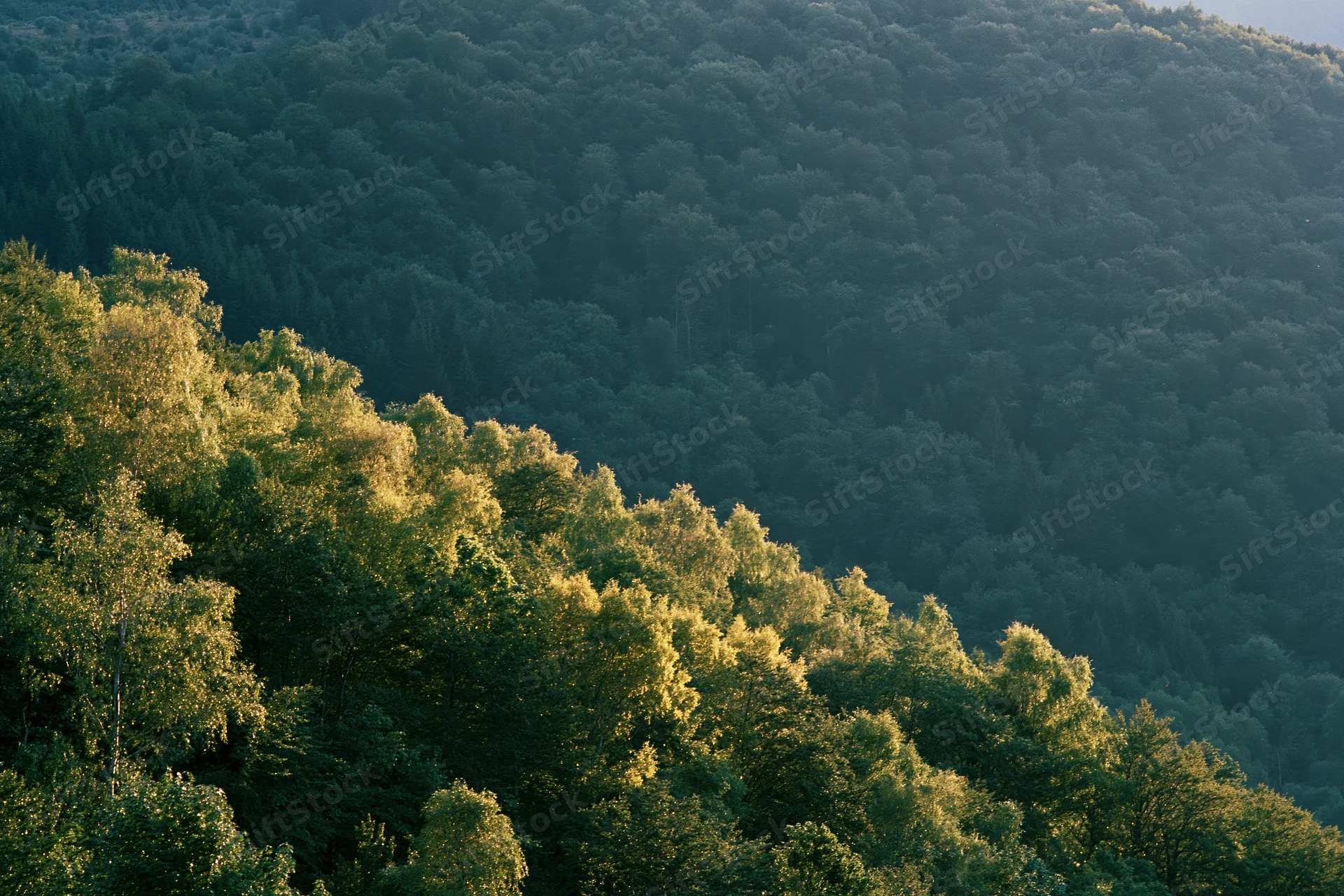 Dense forest of birch and deciduous trees covering a hillside in morning light