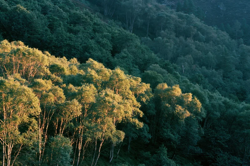 Sunlit birch trees on a forested hillside in autumn