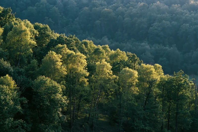 Sunlit birch and deciduous trees covering a hillside in a dense forest landscape