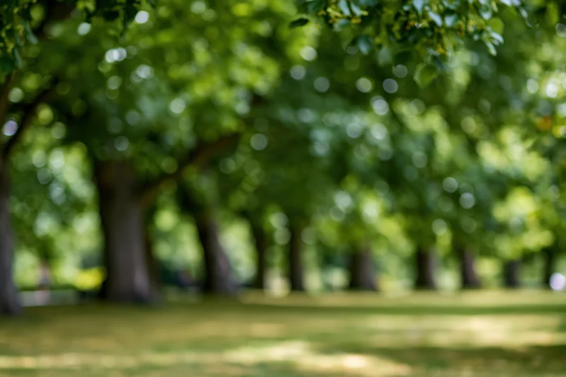 Blurred park landscape with trees and green foliage under soft sunlight