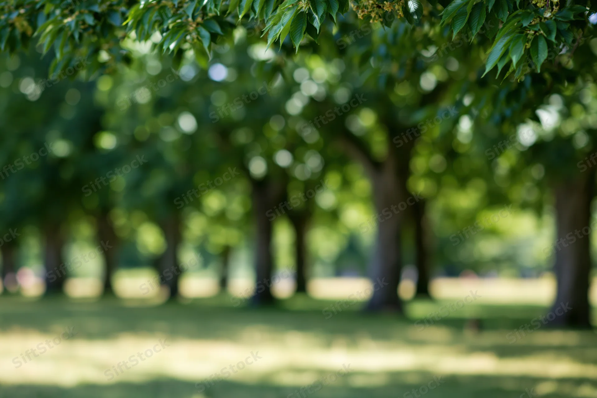Blurred park landscape with trees and green foliage under dappled sunlight