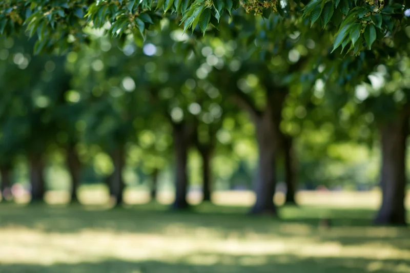 Blurred park landscape with trees and green foliage under dappled sunlight