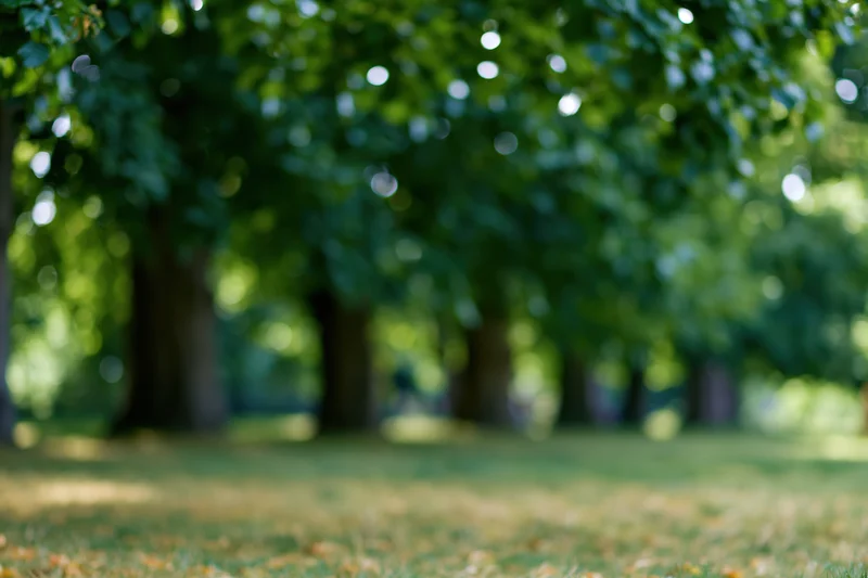Blurred park landscape with trees and grass under dappled sunlight