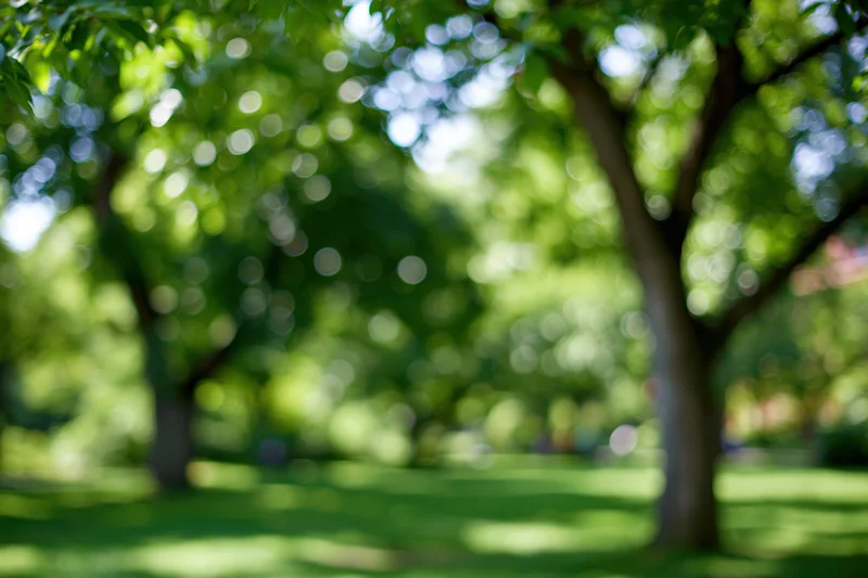 Blurred view of trees and green lawn in a sunny urban park