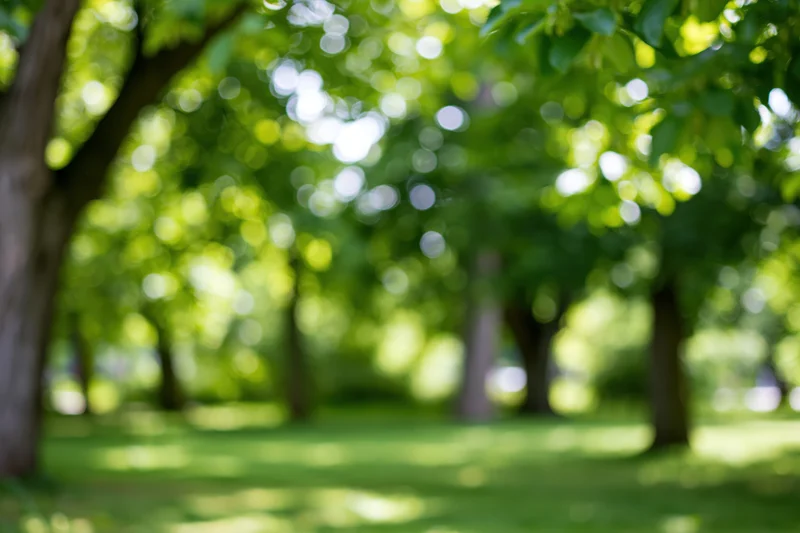 Blurred view of trees and grass in a sunny urban park