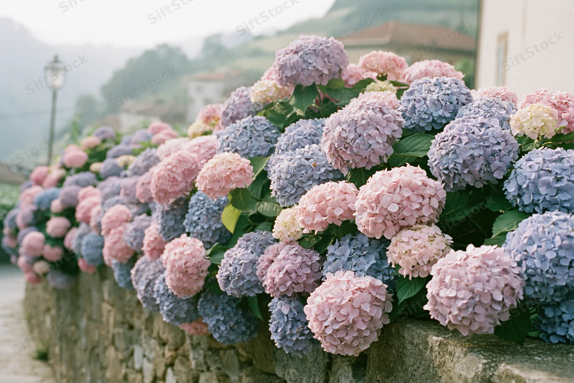 Hydrangea bushes in full bloom lining a stone wall in a countryside garden