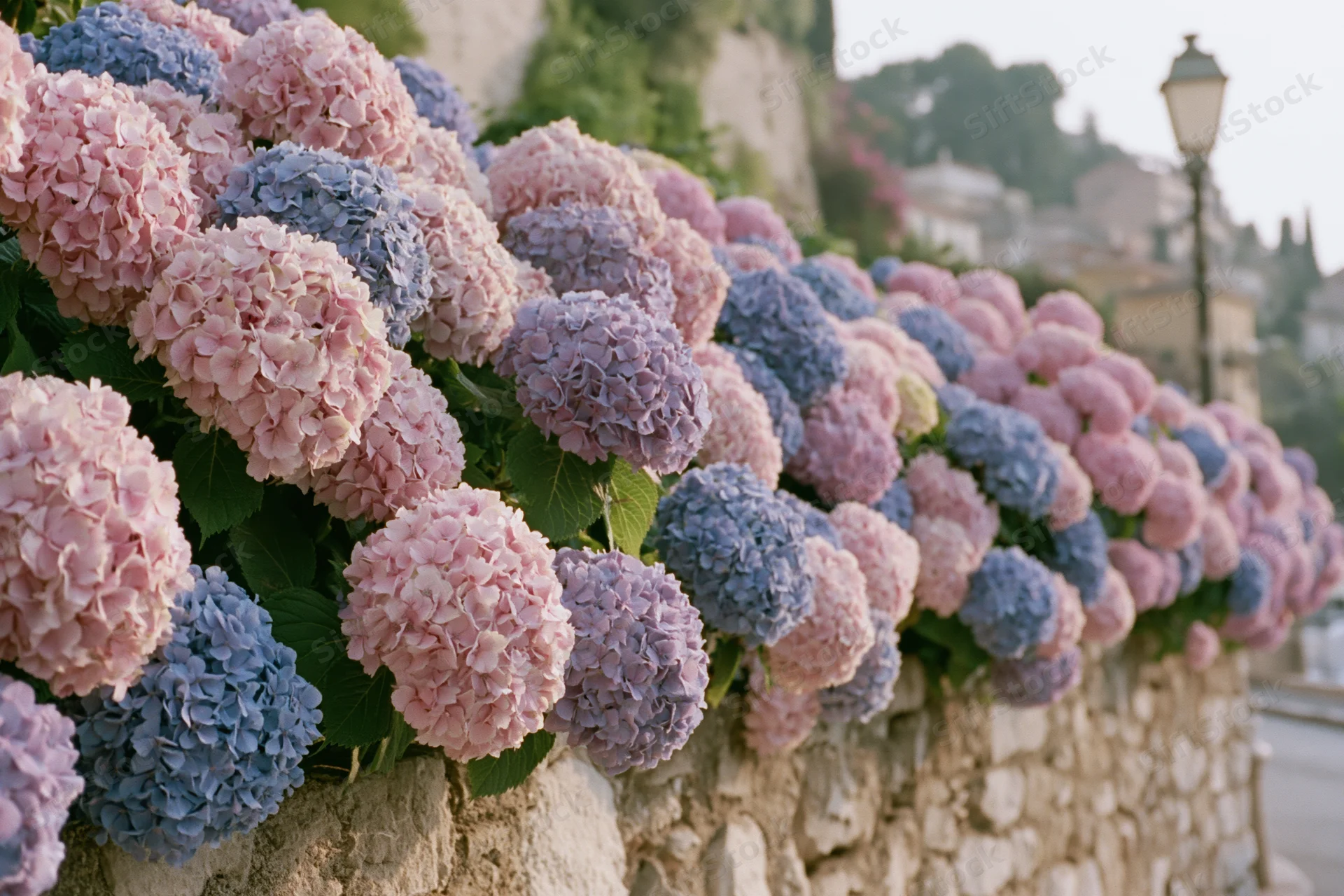 Hydrangea bushes in full bloom lining a stone wall in a village street