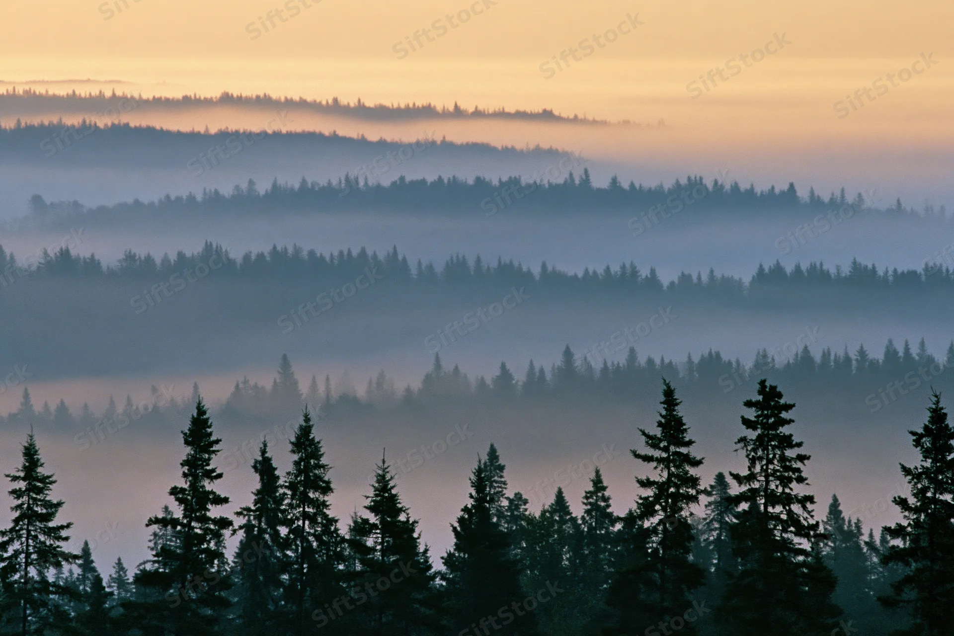 Layered conifer forest receding into dense morning fog with silhouetted treetops and hazy horizon