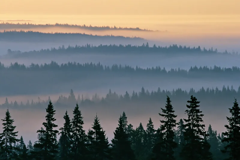 Layered conifer forest receding into dense morning fog with silhouetted treetops and hazy horizon