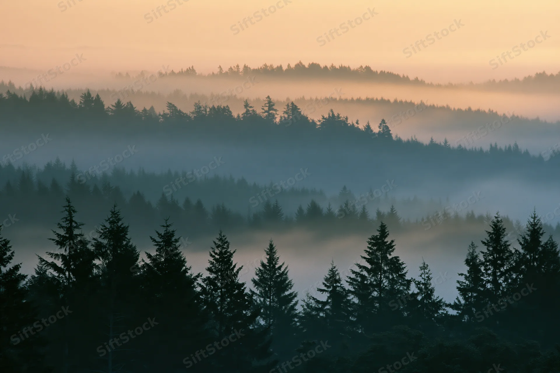 Layered conifer forest silhouetted in dense morning fog receding into the distance