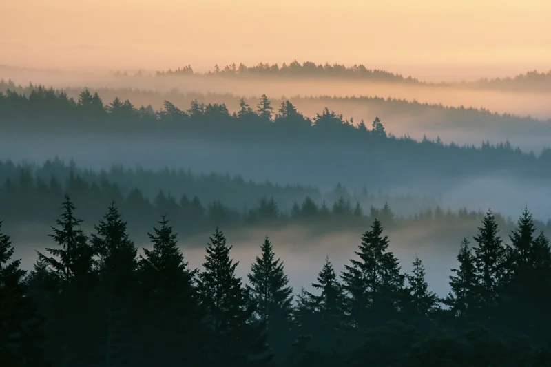 Layered conifer forest silhouetted in dense morning fog receding into the distance