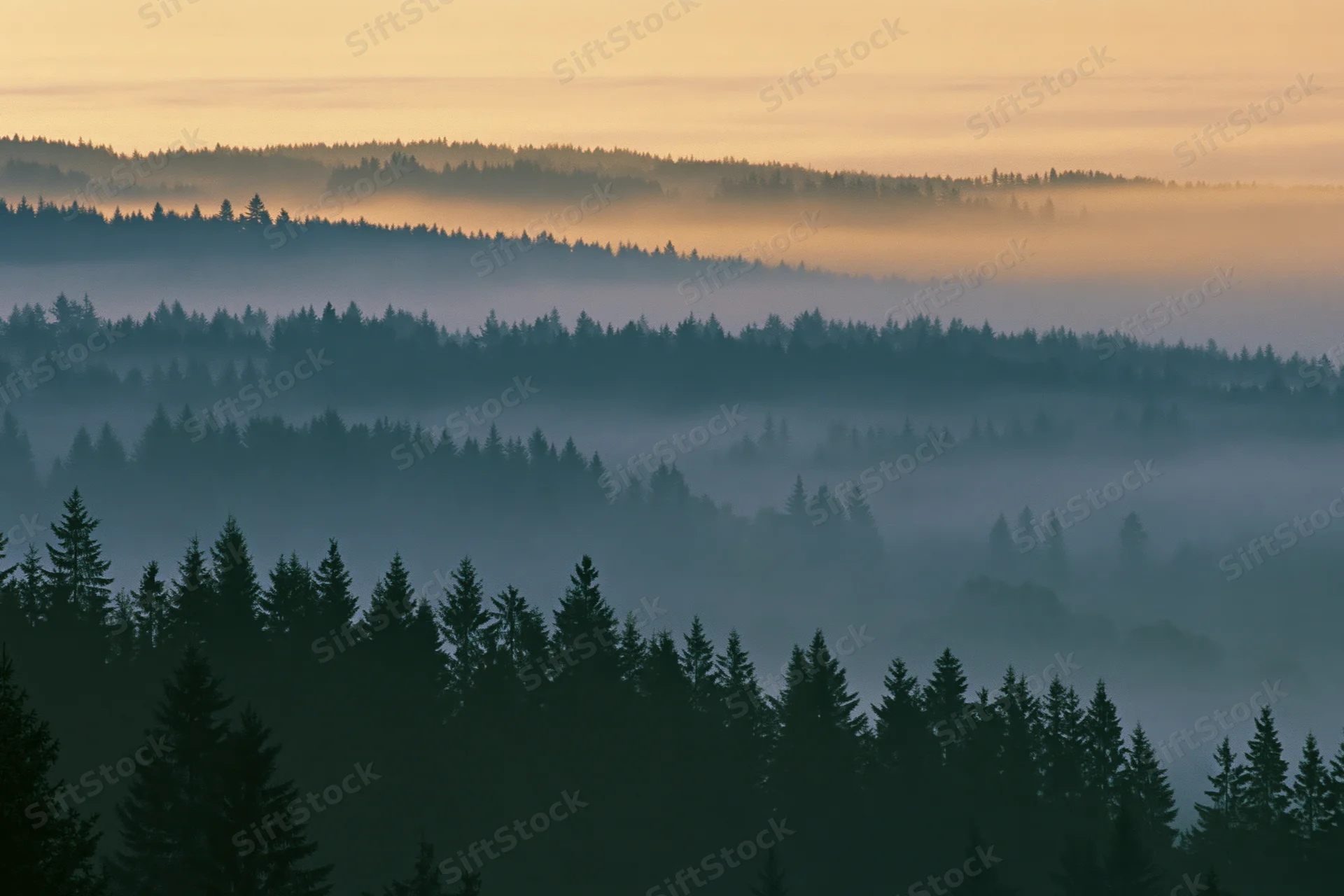 Layered conifer forest receding into dense morning fog viewed from a high vantage point