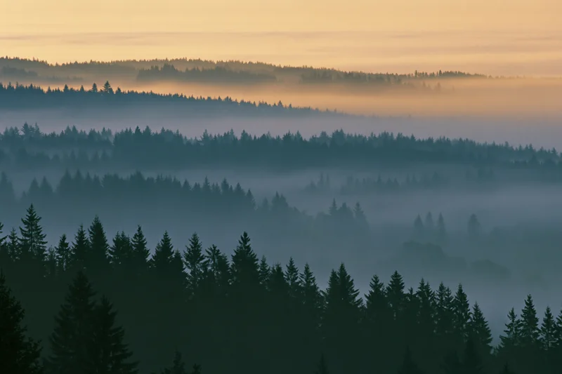 Layered conifer forest receding into dense morning fog viewed from a high vantage point