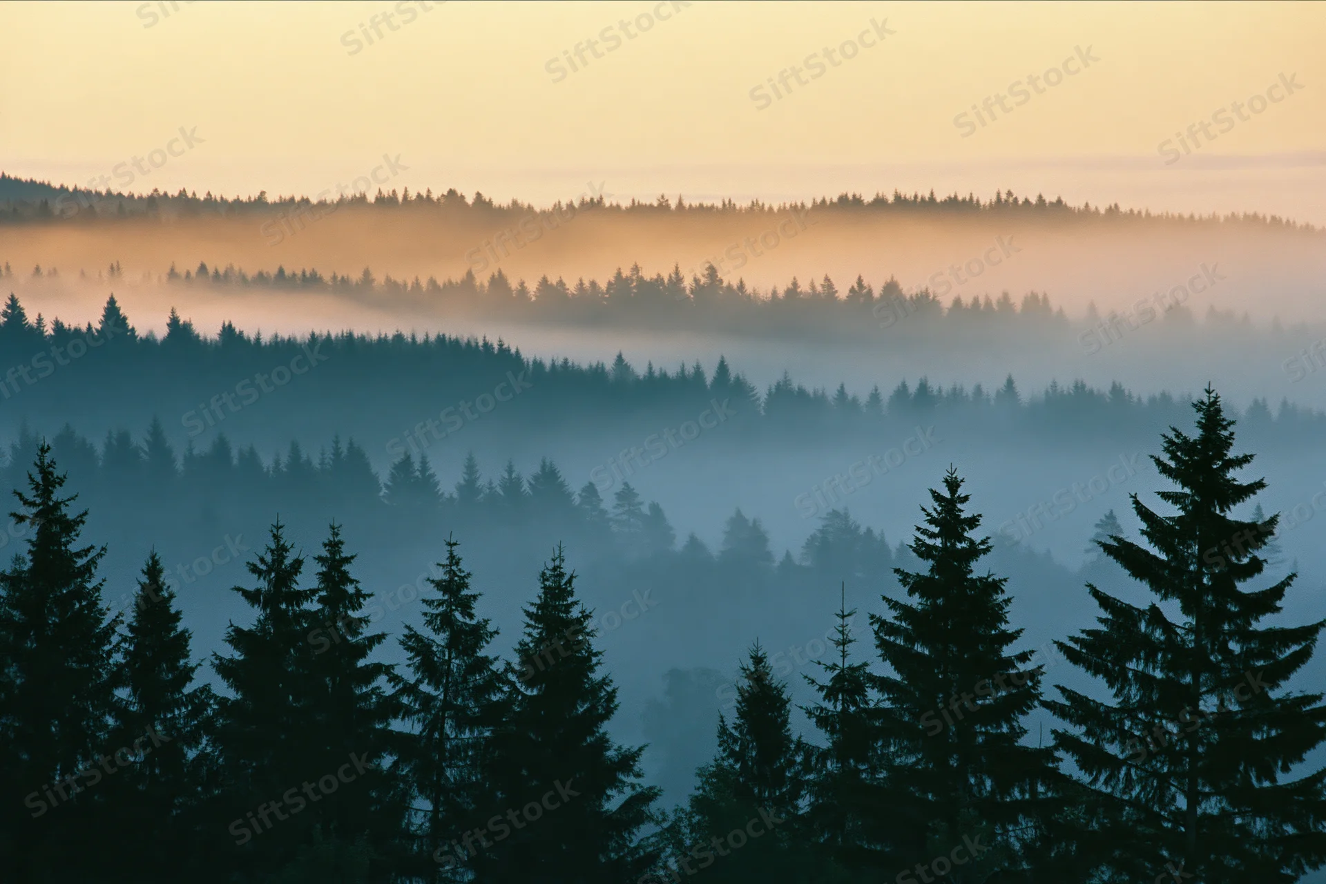 Layered conifer forest silhouetted in dense morning fog receding into the distance