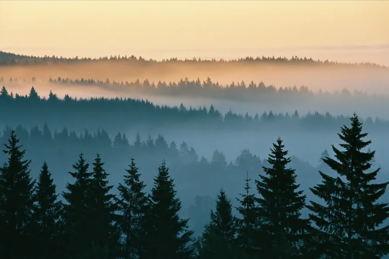 Layered conifer forest silhouetted in dense morning fog receding into the distance