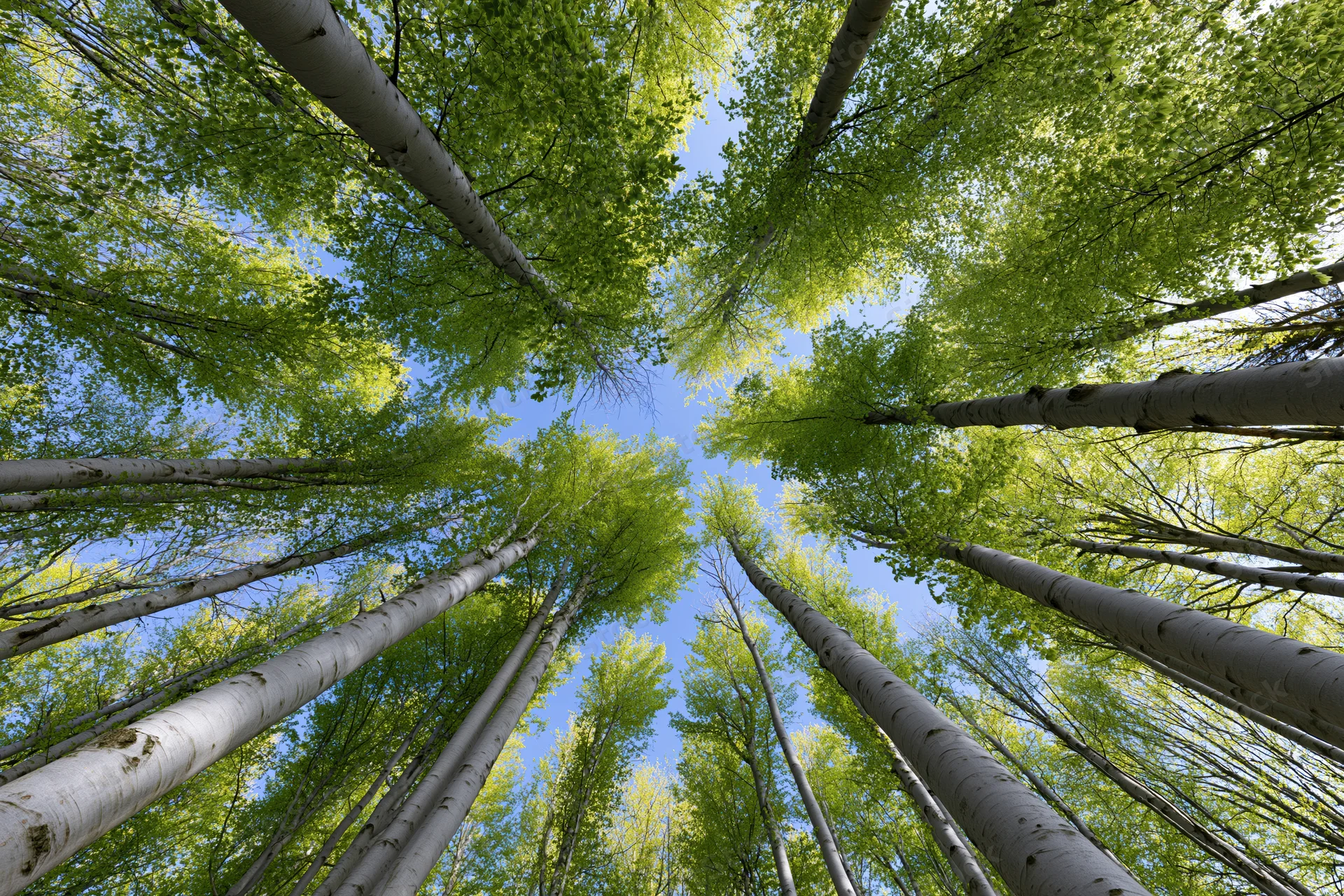 Upward view through tall aspen trees with green leaves and blue sky visible between trunks in forest