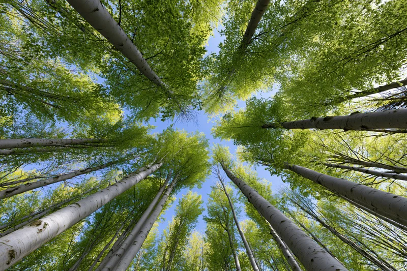 Upward view through tall aspen trees with green leaves and blue sky visible between trunks in forest