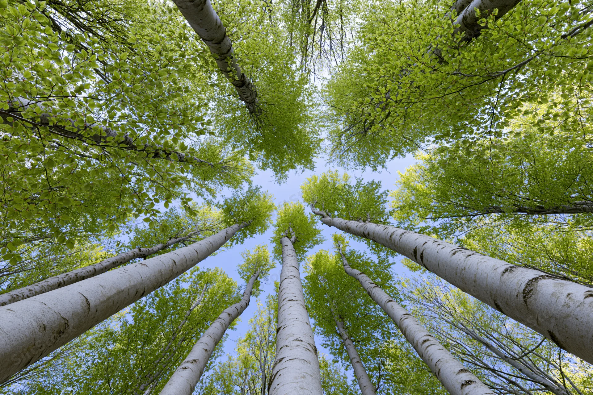 Upward view through birch tree trunks and green leaves toward blue sky in forest