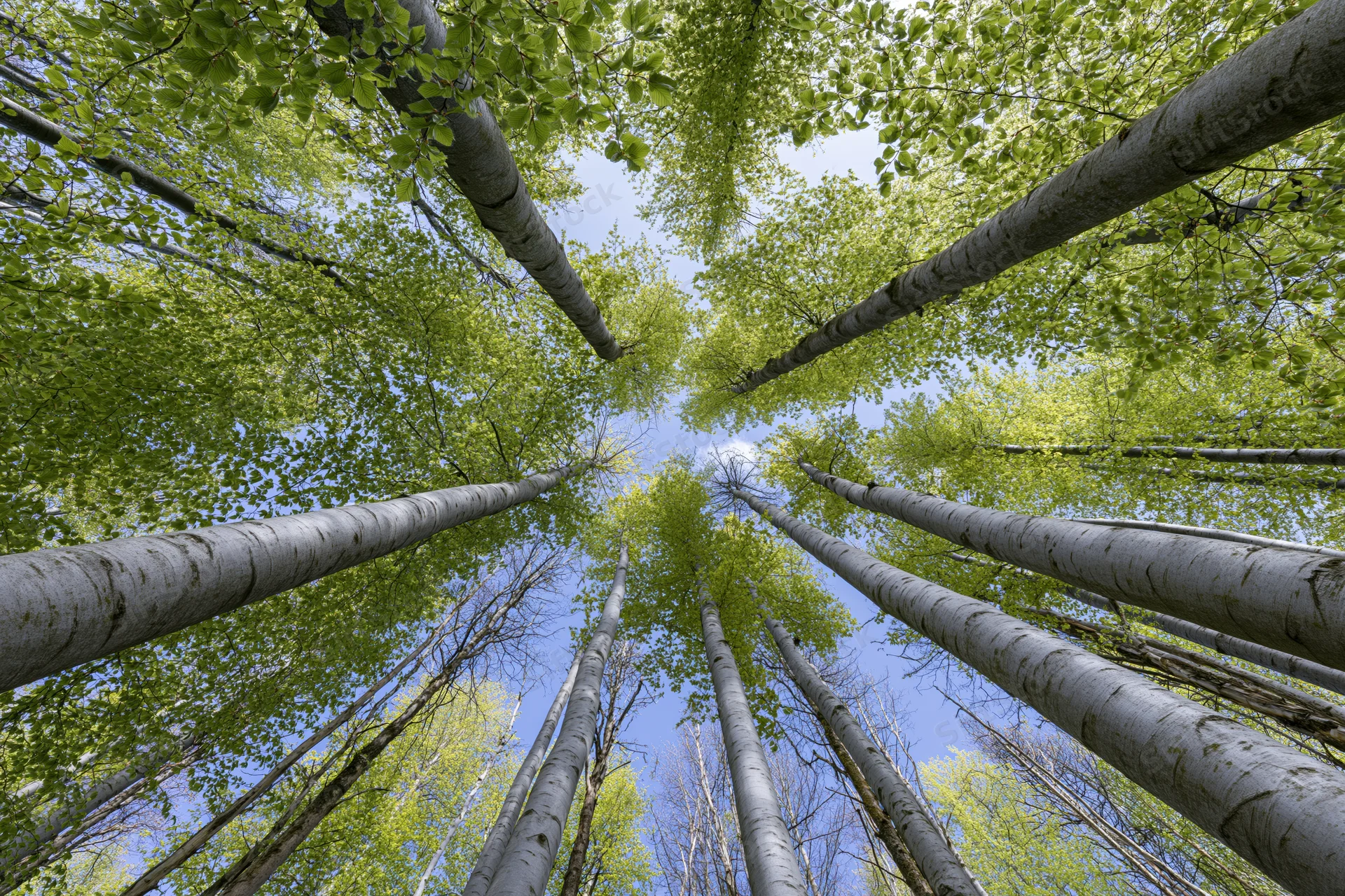 Upward view through beech tree trunks and green canopy into blue sky from forest floor