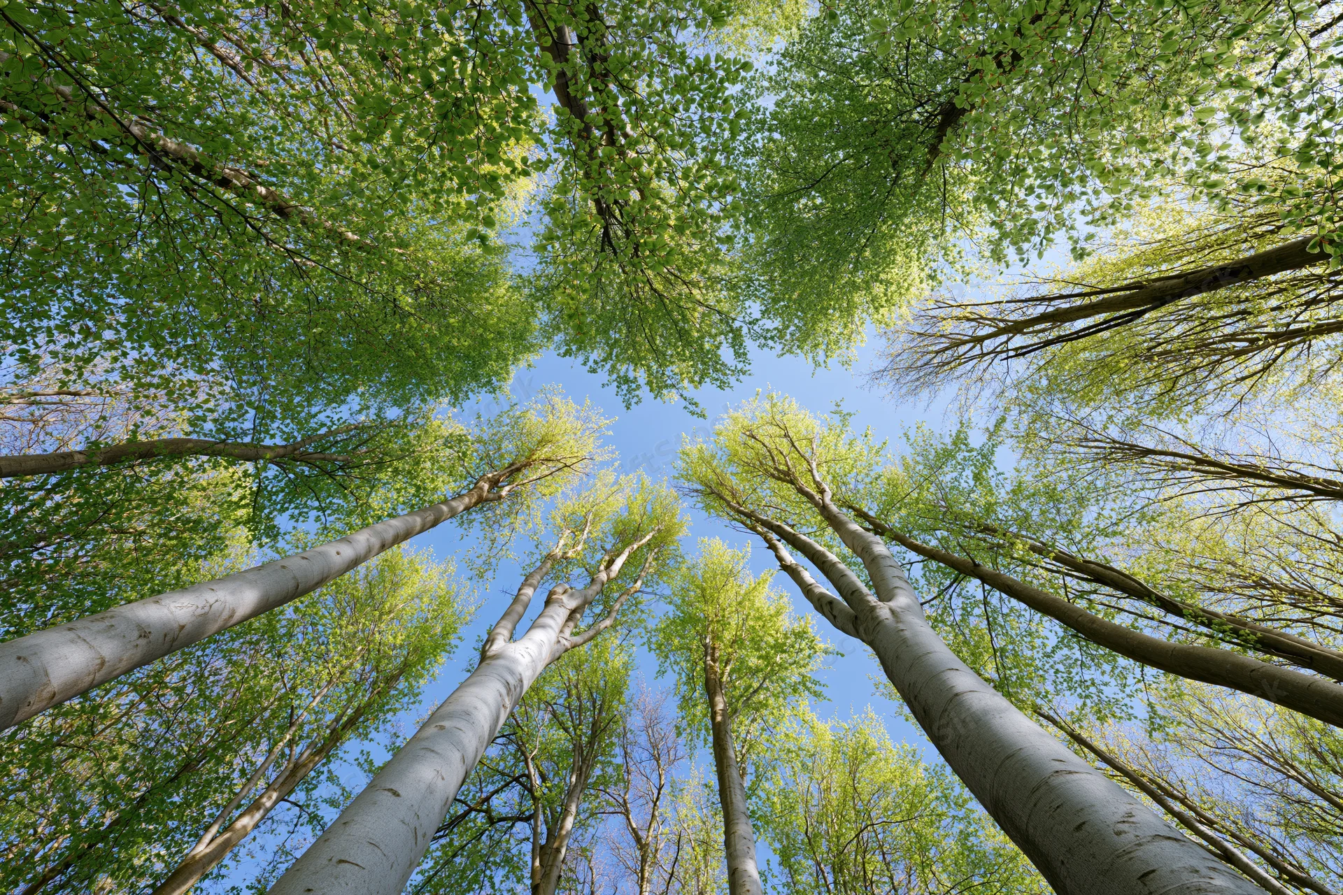 Upward view of beech trees reaching into a blue sky through a green canopy in a forest