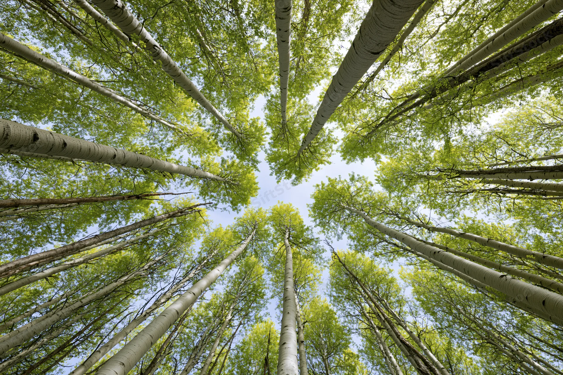 Upward view through aspen trees in a forest canopy toward the sky