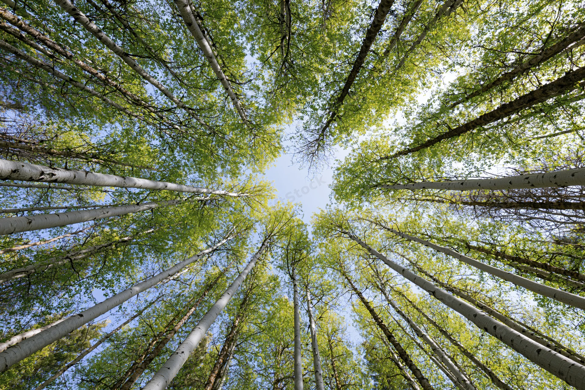 Upward view through aspen tree canopy revealing blue sky and green foliage