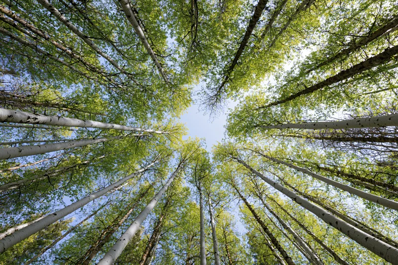 Upward view through aspen tree canopy revealing blue sky and green foliage