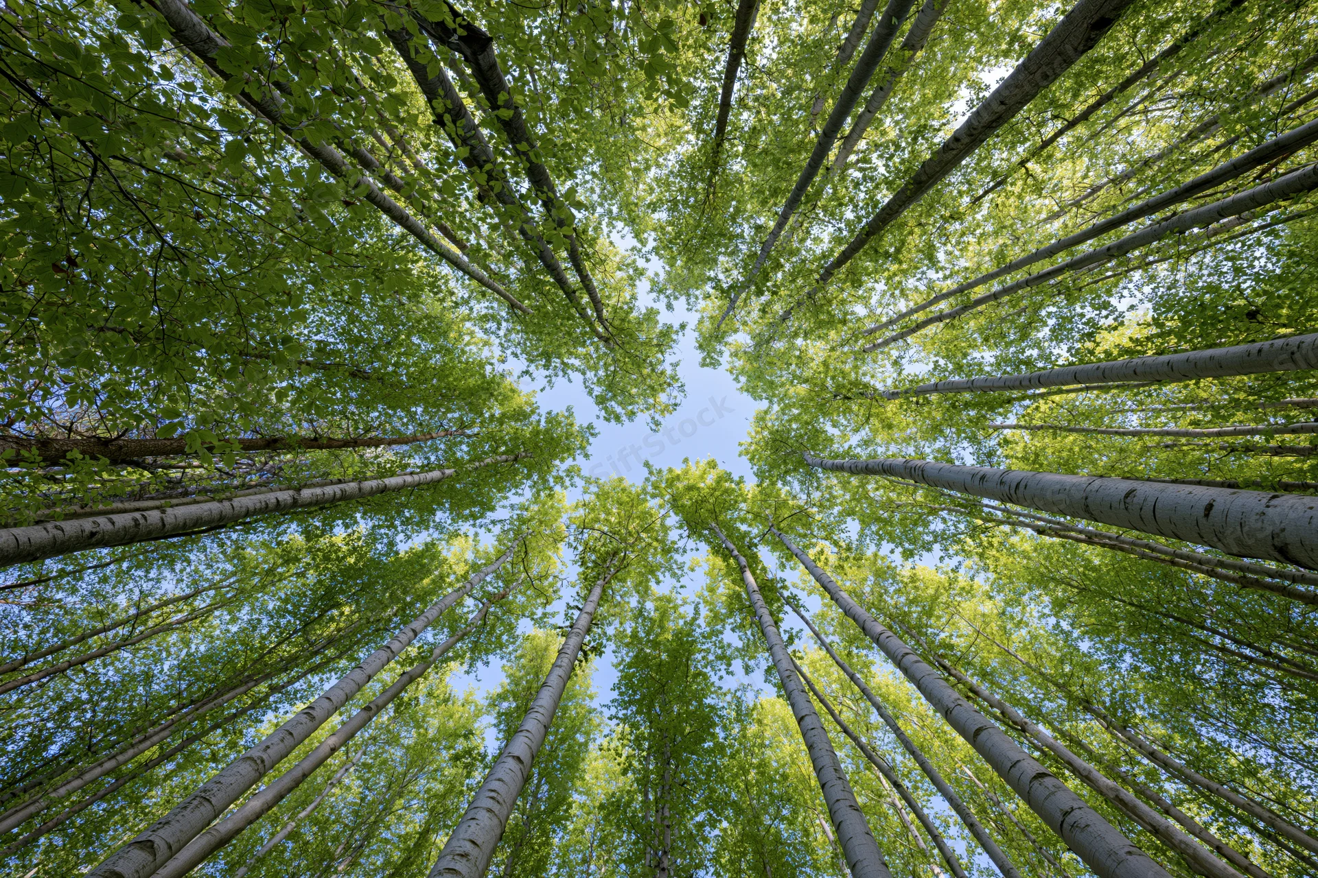 Upward view through aspen tree canopy revealing blue sky and green foliage in forest