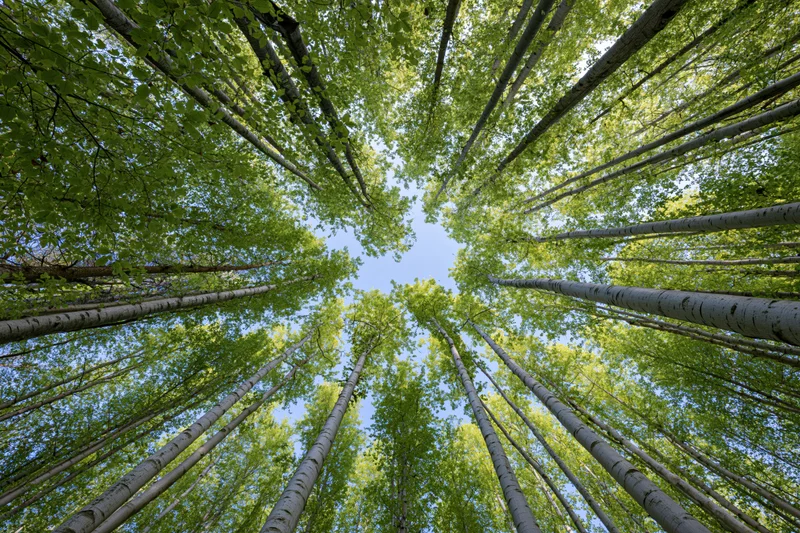 Upward view through aspen tree canopy revealing blue sky and green foliage in forest